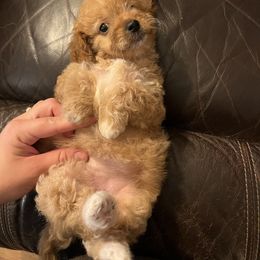 Girl 1 - Red and white female Cockapoo puppy in Birdsboro, Pennsylvania from Cooper Family Cockapoos