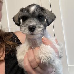 Green Collar - Parti male Miniature Schnauzer puppy in Tacoma, Washington from AKC Nordwest Schnauzers