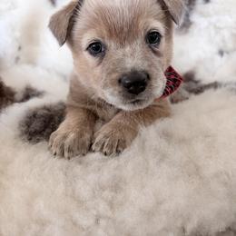 Yorkshire - Red speckled male Australian Cattle Dog puppy in Pierpont, Ohio from Spotted Ewe ACDs