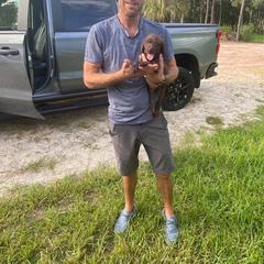 Pudelpointer Puppies from Bent Tree Pudelpointers