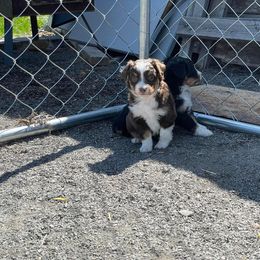 Miniature Australian Shepherd Puppies from Strawberry Mountain Mini Aussies