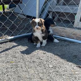 Miniature Australian Shepherd Puppies from Strawberry Mountain Mini Aussies