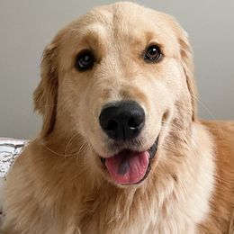 Golden Retrievers from Golden Paws Family