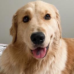 Golden Retrievers from Golden Paws Family