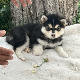 Pomsky Puppies from Lake in the hills Pomskies