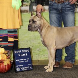 Samhara - Cane Corso