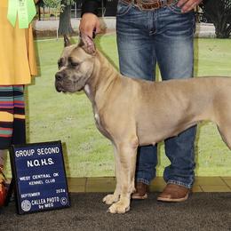 Samhara - Cane Corso