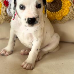 Pink collar LUA Female - White and black female Dalmatian puppy in Hawkins, Texas from Snow Dalmatians