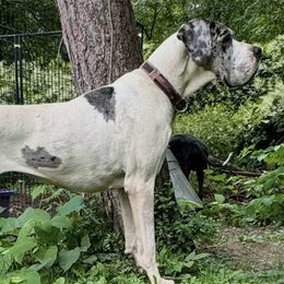 Pierogi - Great Dane