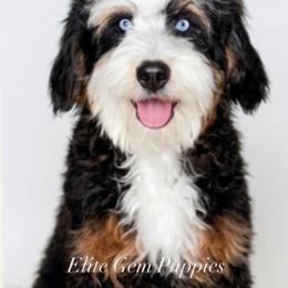 Beauty - Bernedoodle