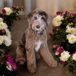 Bernedoodle and Goldendoodle All Grown Up from Adored Poodle & Doodles
