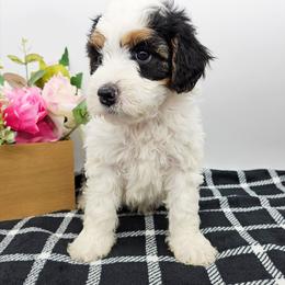 Bingo - Tri-color female Bernedoodle puppy in Granton, Wisconsin from Rose River Farms