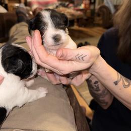 Girl 5 - Parti female Miniature Schnauzer puppy in Dunlap, Tennessee from Beards of Glory