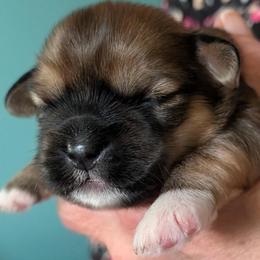 Gus - Brindle male Lhasa Apso puppy in Fort Worth, Texas from Cynthia's Lhasa Apsos