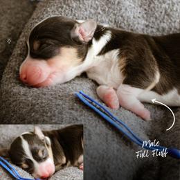 Luke - Black and tan male Pembroke Welsh Corgi puppy in South Otselic, New York from Ridge Top Corgis