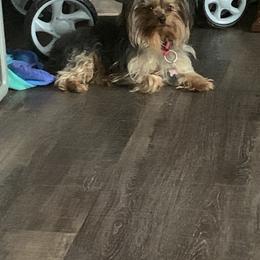 Yorkshire Terrier Puppies from Missy Lu Lap Puppies