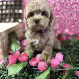 Dayna red girl - Red female Cockapoo puppy in Haines City, Florida from Camic Cockapoos