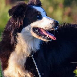 Australian Shepherds from J&A Aussies