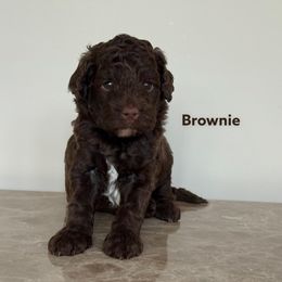 Brownie - Chocolate male Goldendoodle puppy in Petoskey, Michigan from Petoskey Goldendoodles