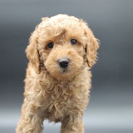 Nebula - Red female Australian Cobberdog puppy in Bellingham, Minnesota from Whispering Prairie Australian Cobberdog