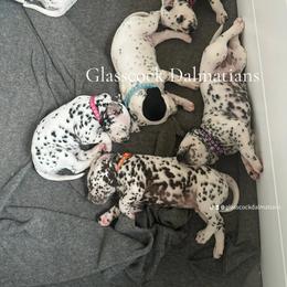 Dalmatian Puppies from Glasscock Dalmatians