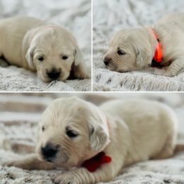 Miss Orange - Light golden female Golden Retriever puppy in Pocatello, Idaho from Dusk View Golden Retrievers