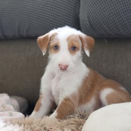 Ibizan Hound Puppies from Altamira Wire Ibizan Hounds