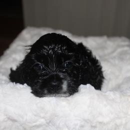 Lillypad - Brown and white female Cocker Spaniel puppy in Hickory, North Carolina from Homegrown Spaniels