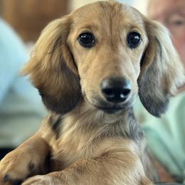 Dachshund Puppies from Strom Ranch