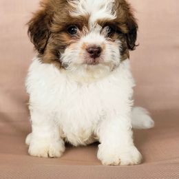 Leo - Brown and white male Shichon puppy in Tennessee from Pilot Hill Teddy Bear Puppies