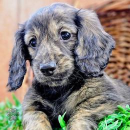 Mist - Cream female Dachshund puppy in Grants Pass, Oregon from Treasure Dachshunds