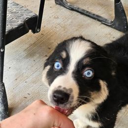 BTF - Black tri-color female Australian Shepherd puppy in Magnolia, Texas from Oasam Aussies