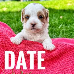 Date Palm - Parti female Goldendoodle puppy in Bountiful, Utah from Red Brick Doodles