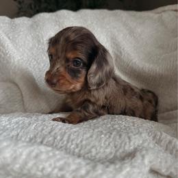 Woods - Dapple male Dachshund puppy in San Diego, California from Enchanted little dachshunds