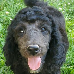 Poodle Puppies from Angel's Star Poodles