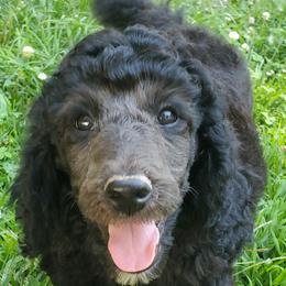 Poodle Puppies from Angel's Star Poodles