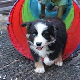 Chaos - Black tri-color male Australian Shepherd puppy in Sonoita, Arizona from Gardner Canyon Kennels
