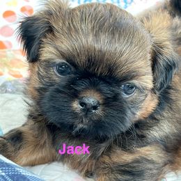 Jack Daniels - Red and tan male Shih Tzu puppy in Bloomfield, Indiana from Meihem Pups