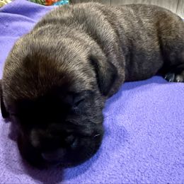 Boy 2 - Fawn brindle Bullmastiff puppy in Plainwell, Michigan from Merica's Bullmastiffs