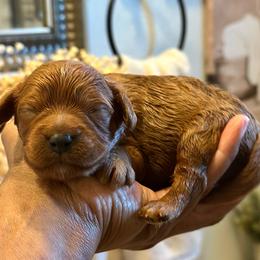 Pink collar female - Red female Cavapoo puppy in Palm Beach County, Florida from Benji’s Cockapoos