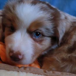 Winterfell - Red merle male Miniature Australian Shepherd puppy in Macomb, Missouri from Faunus Farms and Aussies