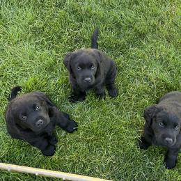 Labrador Retriever Puppies from Winterwynd Labradors
