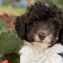 Australian Labradoodles from Southern States Australian Labradoodles