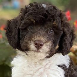 Australian Labradoodles from Southern States Australian Labradoodles