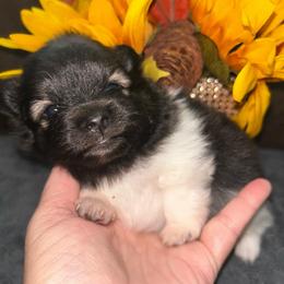 Cedar - Black and brindle female Pomeranian puppy in Zavalla, Texas from Precious Puff Poms