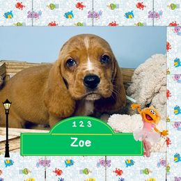Zoe - Mahogany and white female Basset Hound puppy in Tollesboro, Kentucky from Low and Slow Bassets