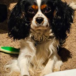 Remy - Cavalier King Charles Spaniel