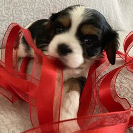 Cavalier King Charles Spaniel Puppies from K&R Cavaliers
