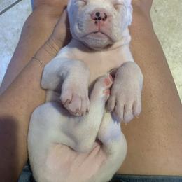 Nolan - White male Boxer puppy in Lago Vista, Texas from Love and Loyalty Boxers