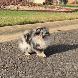 Jenny - Blue merle female Pomeranian puppy in Hot Springs, Arkansas from Pomeranian Empire